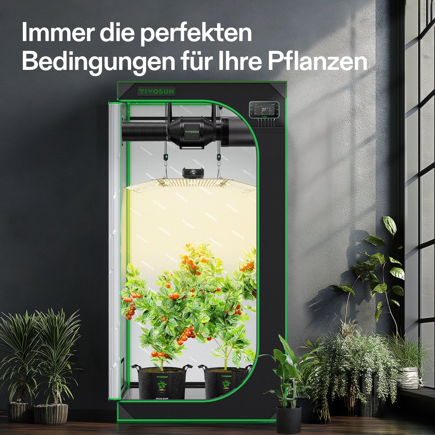 Vivosun Komplettset 90x90 - Growzelt mit Pflanzen
